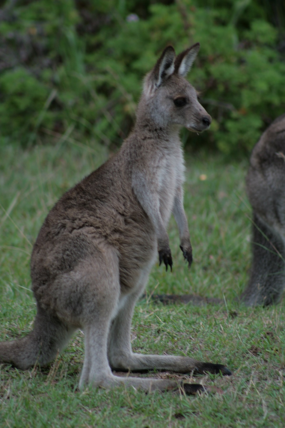 image of red back wallaby
