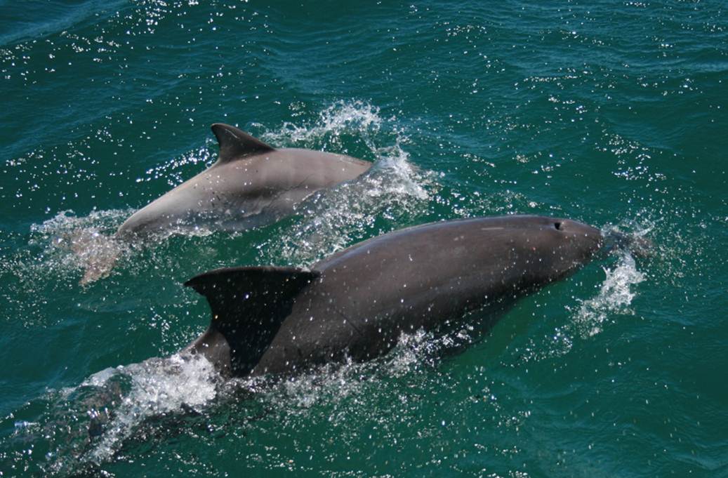 image of two dolphins