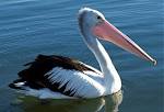 image of pelican
